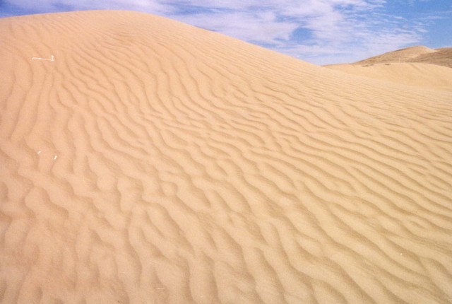 Whale in Desert