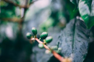 Blue Mountain Coffee Bush